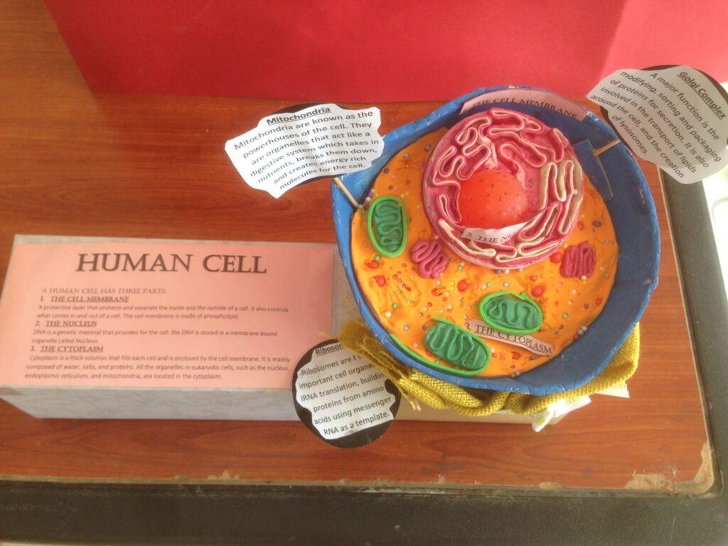 The Human Cell